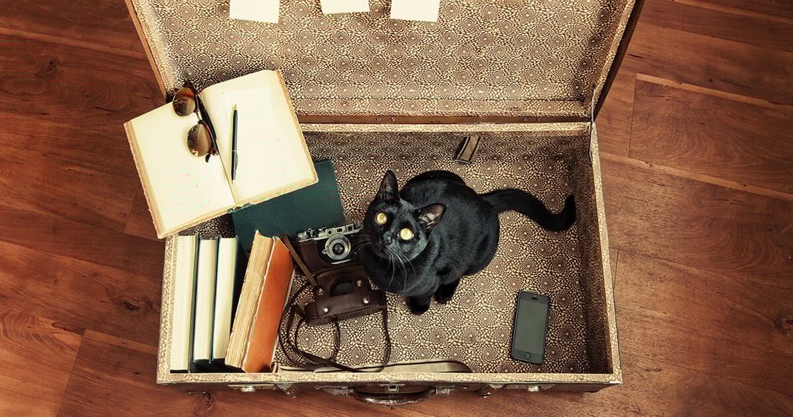 5 Tips When Travelling With Cats